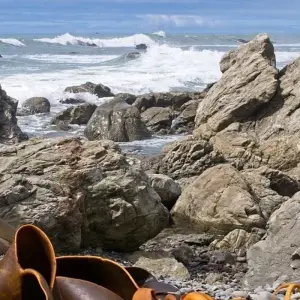 Explore Marlborough and West Coast Cycle for 7 days with Adventure South and discover unforgettable experiences - Photo 2