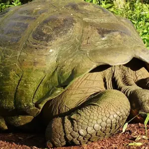 Explore The Best of Galapagos for 7 days with Adventure Journeys and discover unforgettable experiences - Photo 11