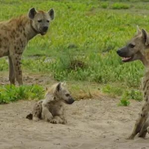 Explore Safari through the Zambezi and Luangwa Valleys for 14 days with Adventure Purists Ltd. and discover unforgettable experiences - Photo 9