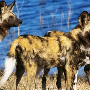 Explore Zambia Walking Safari for 15 days with Adventure Purists Ltd. and discover unforgettable experiences - Photo 8