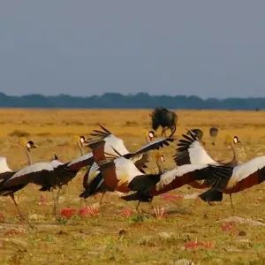 Explore Liuwa, Kafue, South Luangwa NP- Exploring Zambia's Wilderness for 15 days with Adventure Purists Ltd. and discover unforgettable experiences - Photo 9