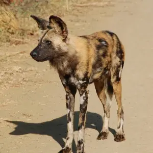 Explore The Wild West of Zambia for 8 days with Adventure Purists Ltd. and discover unforgettable experiences - Photo 8