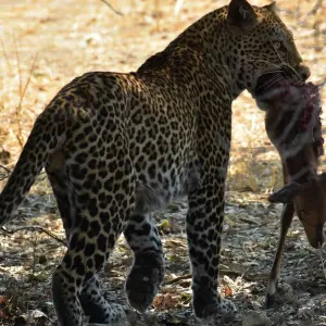 Explore Safari through the Zambezi and Luangwa Valleys for 14 days with Adventure Purists Ltd. and discover unforgettable experiences - Photo 10