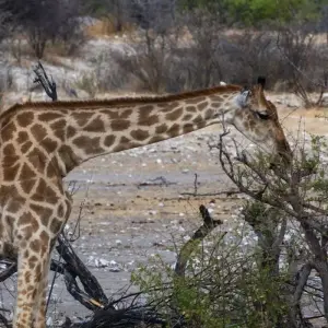 Explore Zambia Walking Safari for 15 days with Adventure Purists Ltd. and discover unforgettable experiences - Photo 9