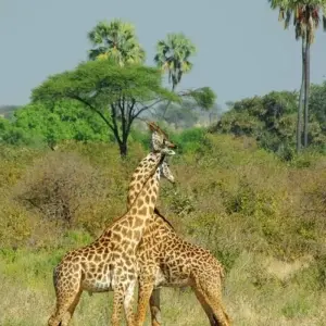 Explore Highlights of Zambia for 14 days with Adventure Purists Ltd. and discover unforgettable experiences - Photo 8