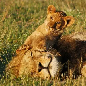 Explore Zambia's Best Parks for 9 days with Adventure Purists Ltd. and discover unforgettable experiences - Photo 9