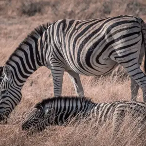 Explore Zambia Walking Safari for 15 days with Adventure Purists Ltd. and discover unforgettable experiences - Photo 10