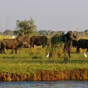 Explore Highlights of Zambia for 14 days with Adventure Purists Ltd. and discover unforgettable experiences - Photo 9