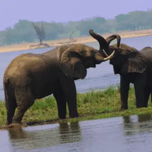 Explore Zambia's Best Parks for 9 days with Adventure Purists Ltd. and discover unforgettable experiences - Photo 10