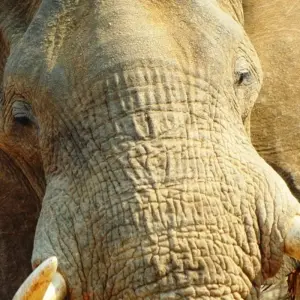 Explore Highlights of Zambia for 14 days with Adventure Purists Ltd. and discover unforgettable experiences - Photo 10