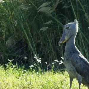 Explore Zambia Walking Safari for 15 days with Adventure Purists Ltd. and discover unforgettable experiences - Photo 11