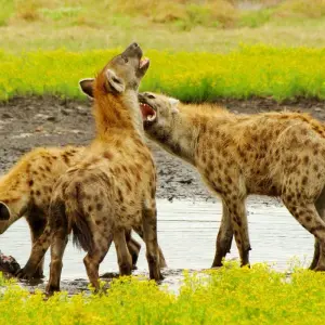 Explore The Wild West of Zambia for 8 days with Adventure Purists Ltd. and discover unforgettable experiences - Photo 11