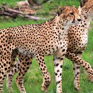 Explore Zambia's Best Parks for 9 days with Adventure Purists Ltd. and discover unforgettable experiences - Photo 11