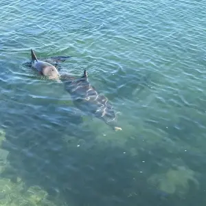 Explore Perth to Exmouth & Return for 7 days with Adventure Tours Australia and discover unforgettable experiences - Photo 3