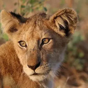 Explore Highlights of Zambia for 14 days with Adventure Purists Ltd. and discover unforgettable experiences - Photo 11