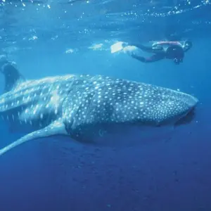 Explore Perth to Exmouth & Return for 7 days with Adventure Tours Australia and discover unforgettable experiences - Photo 6