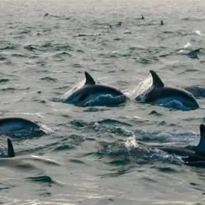 Explore Marlborough and West Coast Cycle for 7 days with Adventure South and discover unforgettable experiences - Photo 10