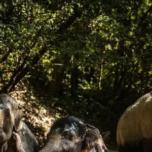 Explore Where the Wild Things Roam - An Ethical Animals Tour of Cambodia for 10 days with Adventure Travel Co. and discover unforgettable experiences - Photo 3