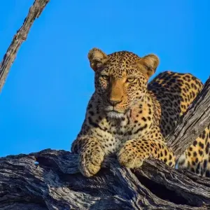 Explore 4 day Kruger Safari from Cape Town for 4 days with Africa Moja Tours & Transfers and discover unforgettable experiences - Photo 3