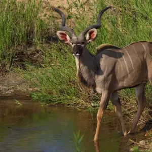 Explore 4 day Kruger Safari from Cape Town for 4 days with Africa Moja Tours & Transfers and discover unforgettable experiences - Photo 4