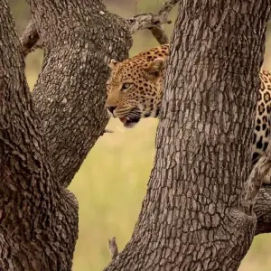 Explore Kruger National Park 2 Days BIG 5 Safari for 2 days with Africa Moja Tours & Transfers and discover unforgettable experiences - Photo 3