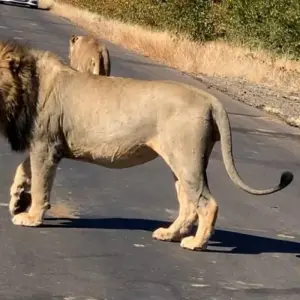 Explore Kruger National Park 2 Days BIG 5 Safari for 2 days with Africa Moja Tours & Transfers and discover unforgettable experiences - Photo 4