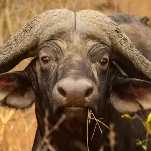 Explore 4 day Kruger Safari from Cape Town for 4 days with Africa Moja Tours & Transfers and discover unforgettable experiences - Photo 6