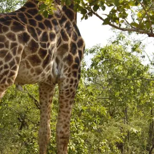 Explore 2 Days Best Ever Kruger National Park Safari from Cape Town for 2 days with Africa Moja Tours & Transfers and discover unforgettable experiences - Photo 2