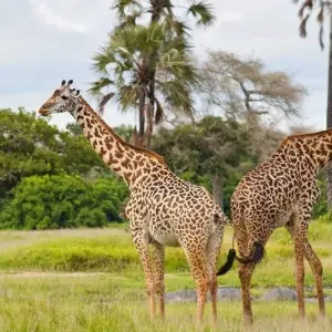 Explore 4 Days Joining Tarangire and Ngororngoro for 4 days with Africa Outland Safaris and discover unforgettable experiences - Photo 2