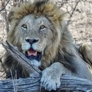 Explore 12 Days Wonders of Africa: Johannesburg, Walvis Bay, Victoria Falls, Cape Town, and Kruger National Park for 12 days with Africa Moja Tours & Transfers and discover unforgettable experiences - Photo 6