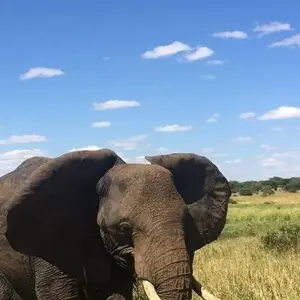 Explore 6 Days Tanzania Lodge Safari for 6 days with Africa Outland Safaris and discover unforgettable experiences - Photo 3