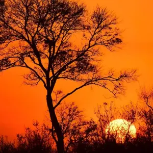 Explore 3 Day Kruger BIG 5 Safari from Johannesburg for 3 days with Africa Moja Tours & Transfers and discover unforgettable experiences - Photo 8