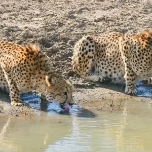 Explore 12 Days Wonders of Africa: Johannesburg, Walvis Bay, Victoria Falls, Cape Town, and Kruger National Park for 12 days with Africa Moja Tours & Transfers and discover unforgettable experiences - Photo 7