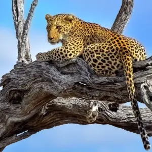 Explore 3 Day Kruger BIG 5 Safari from Johannesburg for 3 days with Africa Moja Tours & Transfers and discover unforgettable experiences - Photo 9