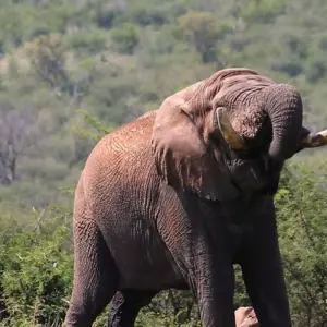 Explore Kruger National Park 2 Days BIG 5 Safari for 2 days with Africa Moja Tours & Transfers and discover unforgettable experiences - Photo 7