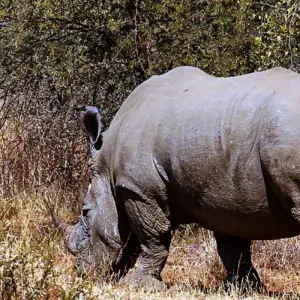 Explore 2 Days Best Ever Kruger National Park Safari from Cape Town for 2 days with Africa Moja Tours & Transfers and discover unforgettable experiences - Photo 4