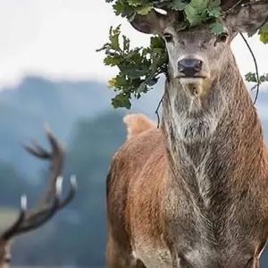 Explore 6 Days Tanzania Lodge Safari for 6 days with Africa Outland Safaris and discover unforgettable experiences - Photo 5