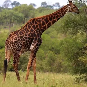 Explore Kruger National Park 2 Days BIG 5 Safari for 2 days with Africa Moja Tours & Transfers and discover unforgettable experiences - Photo 8