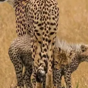 Explore Day trip in Ngorongoro Crater for 1 days with Africa Outland Safaris and discover unforgettable experiences - Photo 4