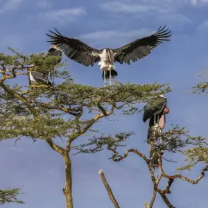 Explore 4 Days Joining Tarangire and Ngororngoro for 4 days with Africa Outland Safaris and discover unforgettable experiences - Photo 6