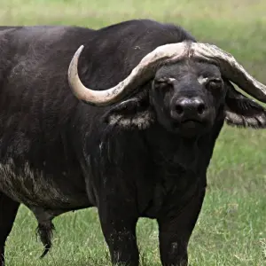 Explore Day trip in Ngorongoro Crater for 1 days with Africa Outland Safaris and discover unforgettable experiences - Photo 5