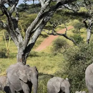 Explore 4 Days Tanzania Lodge Safaris for 4 days with Africa Outland Safaris and discover unforgettable experiences - Photo 4