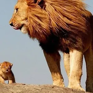 Explore 6 Days Semi Luxury Safari for 6 days with Africa Outland Safaris and discover unforgettable experiences - Photo 4