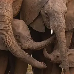 Explore 5 Days Tanzania Budget Camping Safari for 5 days with Africa Outland Safaris and discover unforgettable experiences - Photo 4