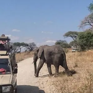 Explore 6 Days Tanzania Lodge Safari for 6 days with Africa Outland Safaris and discover unforgettable experiences - Photo 7