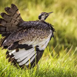 Explore 3 Days Tarangire, Ngorongoro Craeter & Lake Manyara for 3 days with Africa Outland Safaris and discover unforgettable experiences - Photo 2