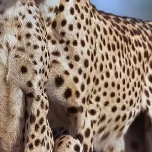 Explore 6 Days Semi Luxury Safari for 6 days with Africa Outland Safaris and discover unforgettable experiences - Photo 5