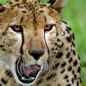 Explore 5 Days Tanzania Budget Camping Safari for 5 days with Africa Outland Safaris and discover unforgettable experiences - Photo 5