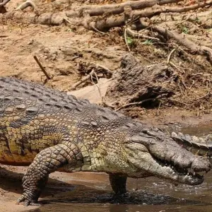 Explore 4 Days Tanzania Lodge Safaris for 4 days with Africa Outland Safaris and discover unforgettable experiences - Photo 5