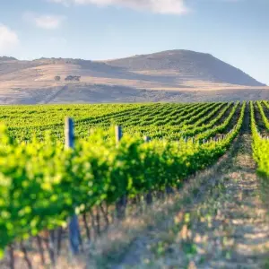 Explore 6 Days and 5 Nights Cape Town Tour for 6 days with Africa Moja Tours & Transfers and discover unforgettable experiences - Photo 7